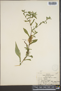 Cuscuta gronovii image