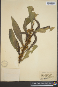 Cuscuta gronovii image