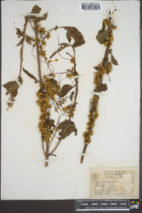 Cuscuta gronovii image