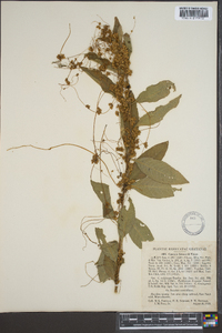 Cuscuta gronovii image