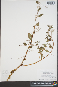 Cuscuta gronovii image