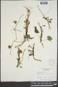 Cuscuta gronovii image