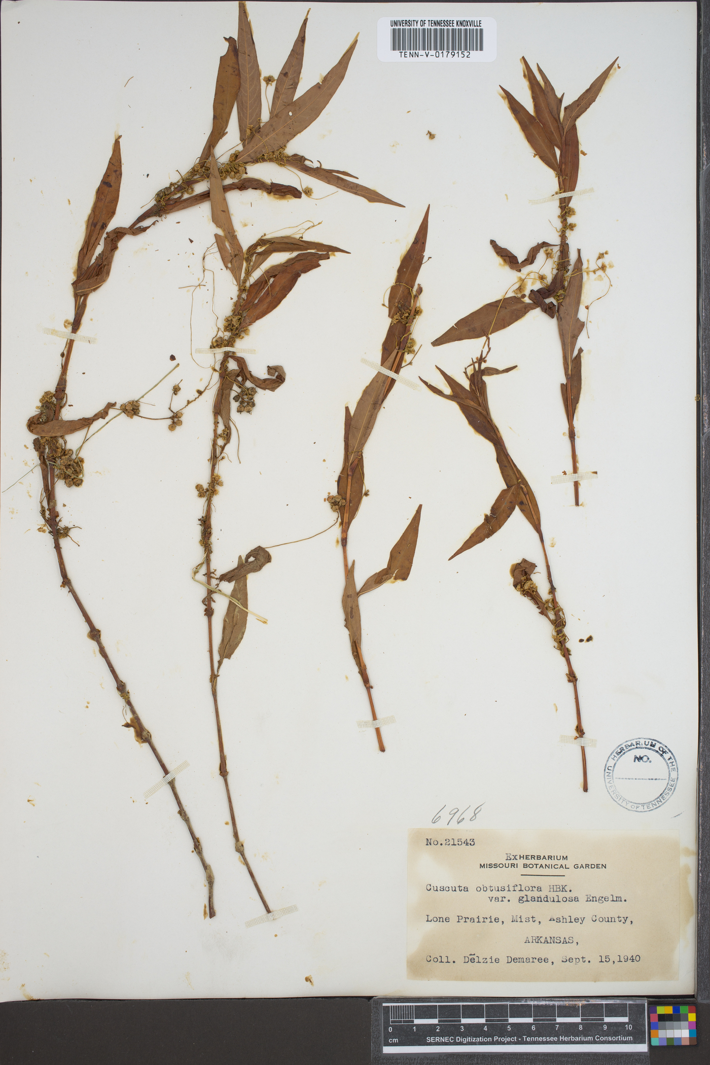 Cuscuta obtusiflora var. glandulosa image