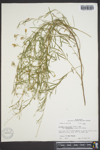Stylisma pickeringii var. pattersonii image