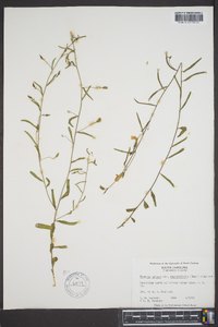 Bonamia patens var. angustifolia image