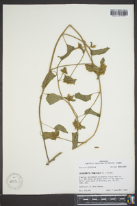 Jacquemontia tamnifolia image