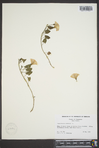 Convolvulus arvensis image