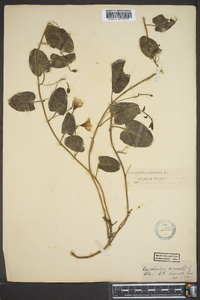 Convolvulus arvensis image