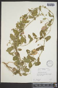 Convolvulus arvensis image