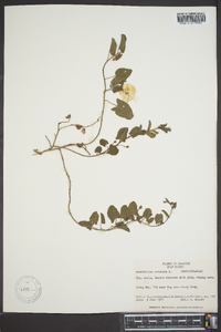 Convolvulus arvensis image