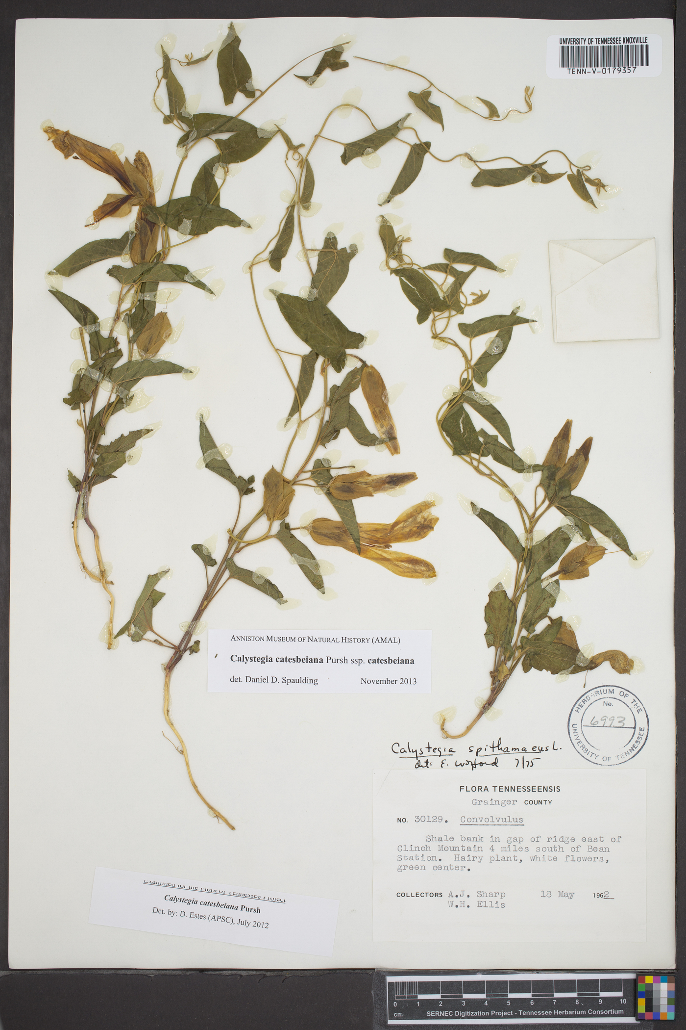 Calystegia catesbeiana image