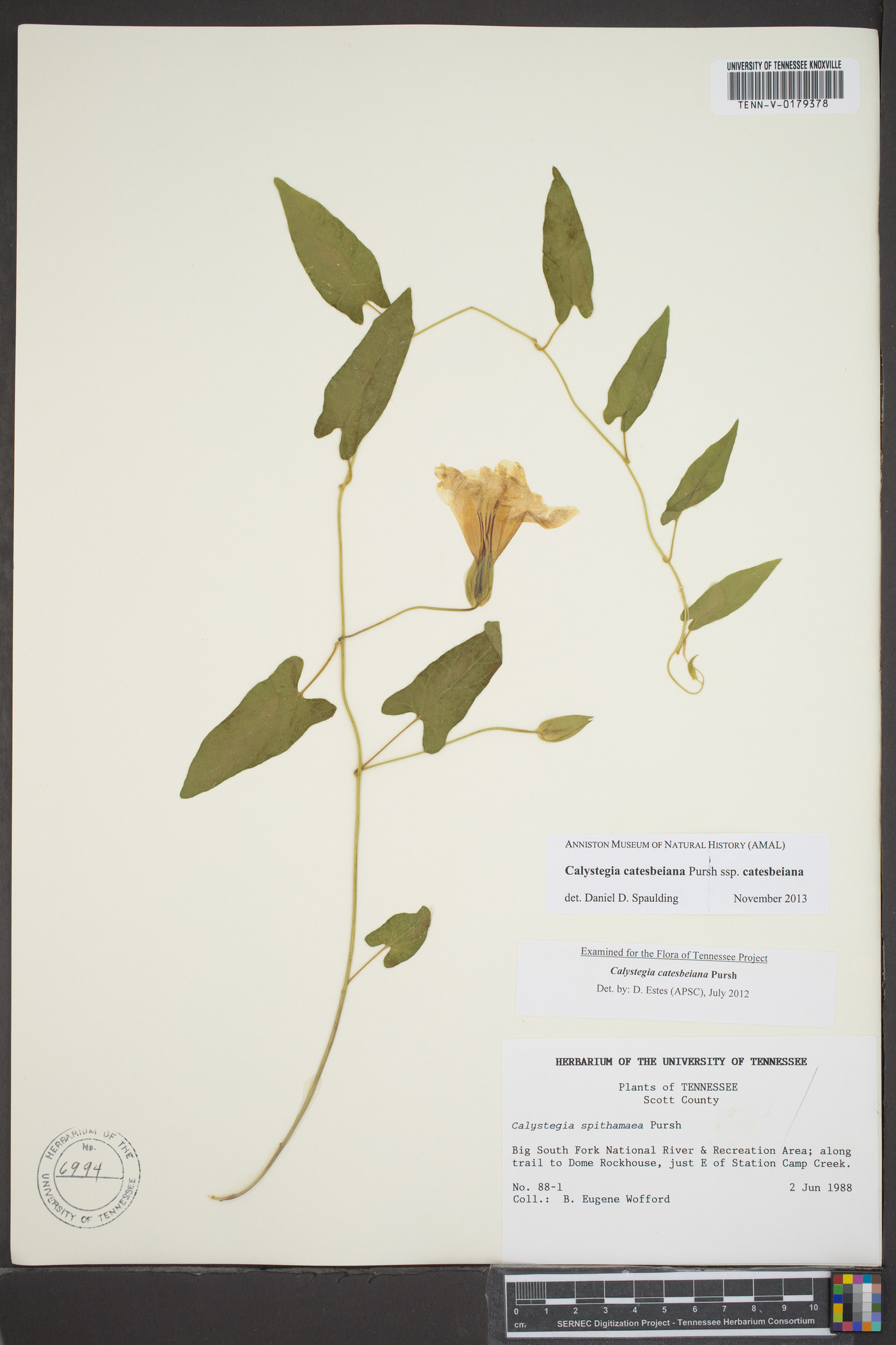 Calystegia catesbeiana image