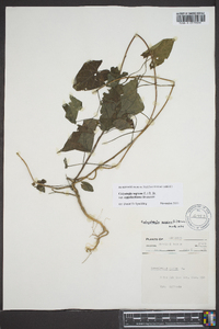 Calystegia sepium subsp. appalachiana image