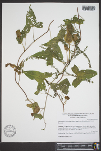 Calystegia sepium var. fraterniflora image