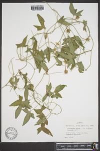 Calystegia sepium var. fraterniflora image