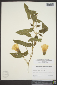 Calystegia sepium var. fraterniflora image