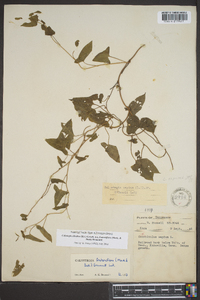 Calystegia sepium var. fraterniflora image