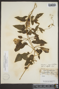 Calystegia sepium var. fraterniflora image