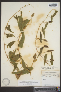 Calystegia sepium var. fraterniflora image