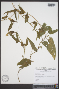 Calystegia sepium var. fraterniflora image