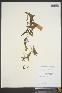 Calystegia sepium var. fraterniflora image