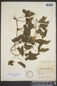 Calystegia sepium var. fraterniflora image