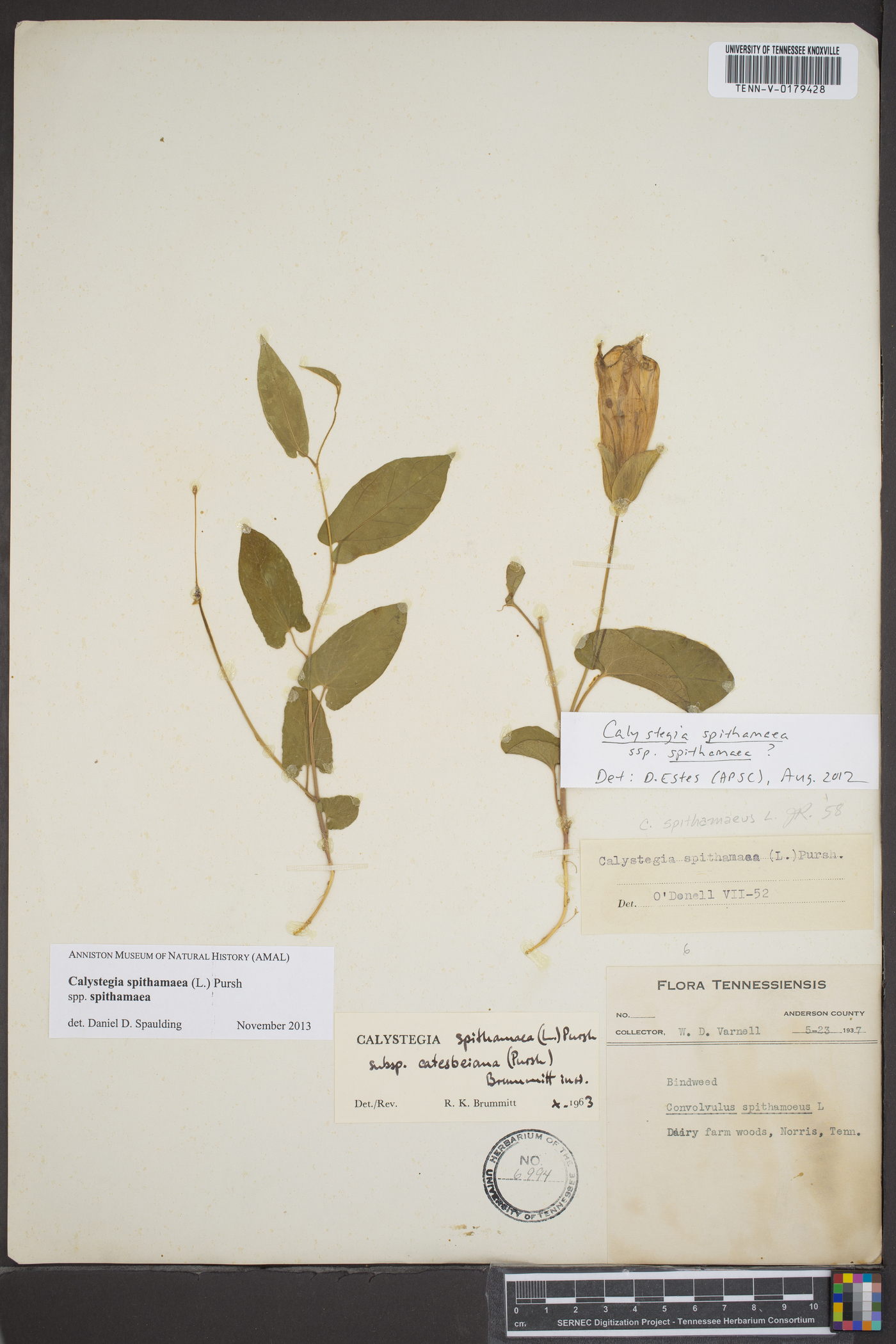 Calystegia spithamaea subsp. spithamaea image