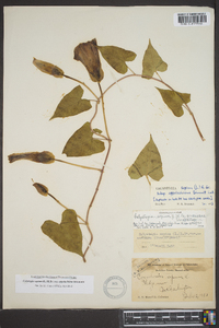 Calystegia sepium subsp. appalachiana image