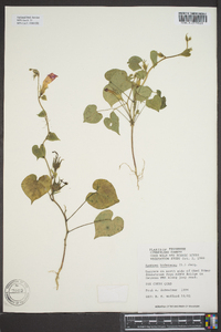 Ipomoea hederacea image