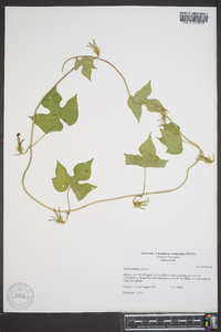 Ipomoea hederacea image