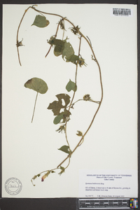 Ipomoea hederacea image