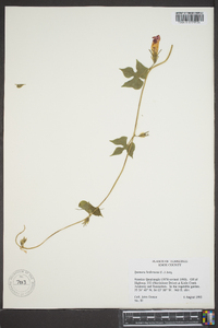 Ipomoea hederacea image