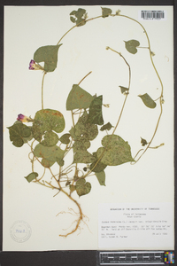 Ipomoea hederacea image