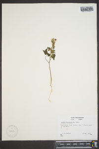 Ipomoea hederacea image