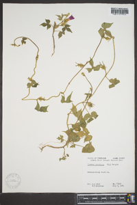 Ipomoea hederacea image