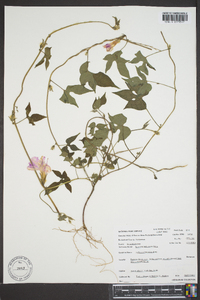 Ipomoea hederacea image