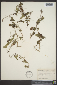 Ipomoea lacunosa image