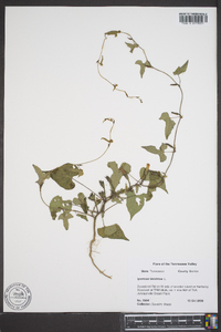 Ipomoea lacunosa image