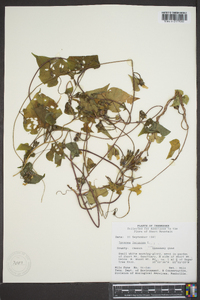 Ipomoea lacunosa image