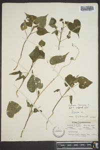 Ipomoea lacunosa image