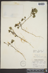 Ipomoea lacunosa image