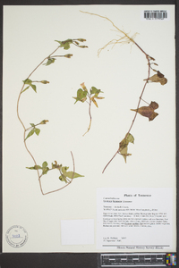 Ipomoea lacunosa image