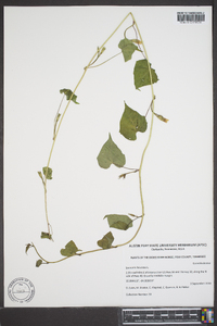 Ipomoea lacunosa image