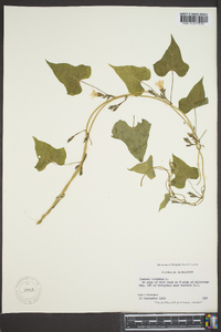 Ipomoea lacunosa image