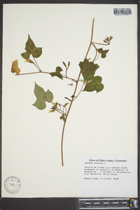 Ipomoea lacunosa image