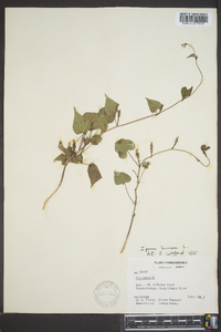 Ipomoea lacunosa image