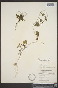 Ipomoea lacunosa image