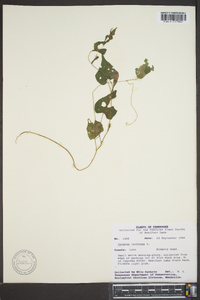 Ipomoea lacunosa image