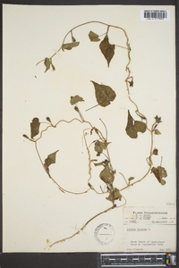 Ipomoea lacunosa image