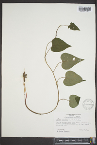 Ipomoea pandurata image